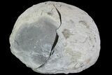 Unprepared Fossil Crab (Pulalius) In Concretion - Washington #101603-1